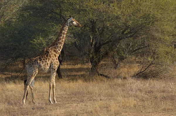 Belle girafe dans un parc africain — Photo