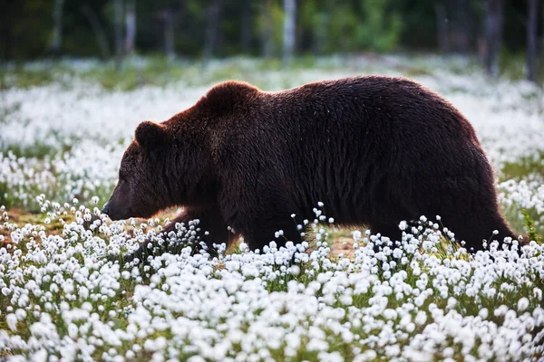 Urso marrom entre a grama de algodão — Fotografia de Stock