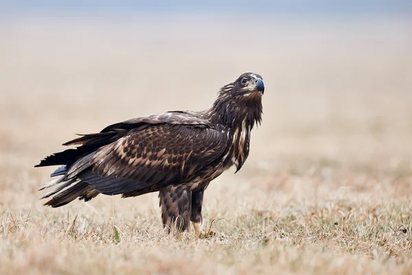 Aquila di mare dalla coda bianca a terra — Foto Stock