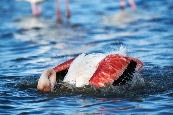 Güzel flamingo banyo alır — Stok fotoğraf