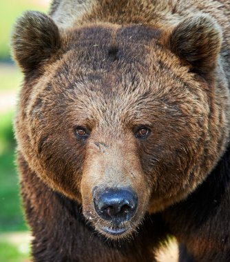 Portrait of brown bear clipart