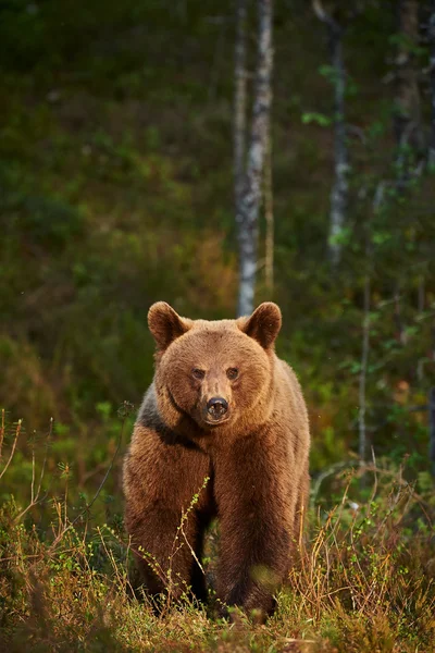 Wild bruine beer — Stockfoto