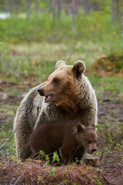 Madre oso pardo y cachorro —  Fotos de Stock