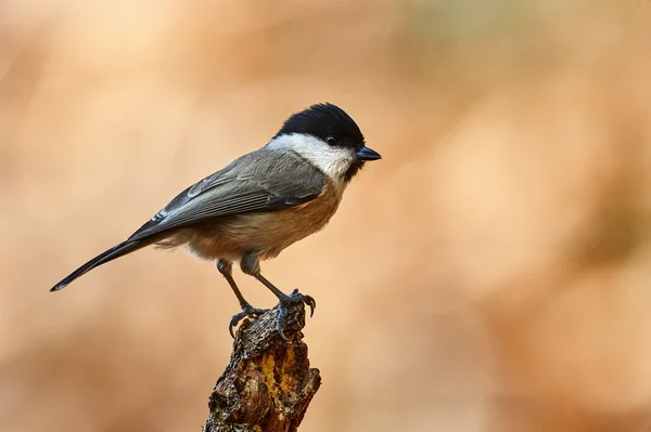 Marsh Tit resting on a branch — Stock fotografie