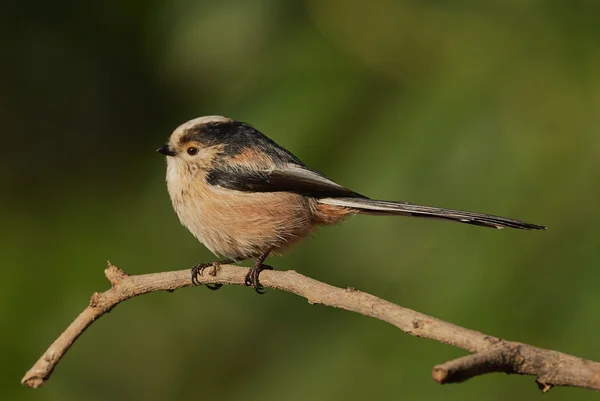 Beautiful long-tailed tit — Φωτογραφία Αρχείου