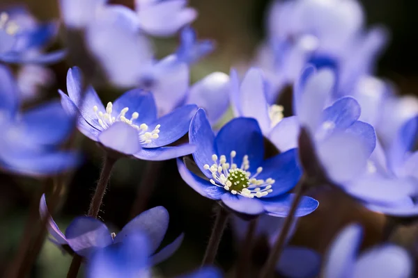 Anemone hepatica (Hepatica nobilis) — Stockfoto