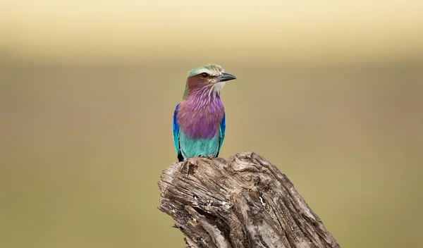 Lilac-breasted roller — Stockfoto