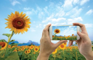 Akıllı telefondan ayçiçeği tarlasının fotoğrafını çeken el.