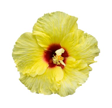 Beyaz arka plan üzerinde izole sarı ebegümeci