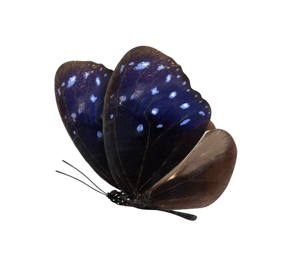 Фиолетовая или голубая бабочка изолирована на белом — стоковое фото