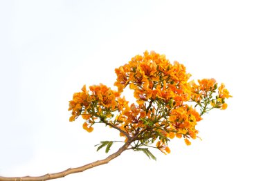 Turuncu gösterişli çiçek ya da izole Delonix regia(Bojer)