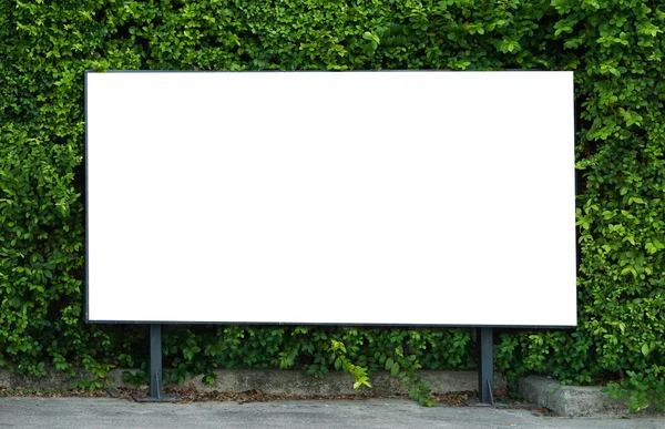 Pirinç spike ve güneş ışığı