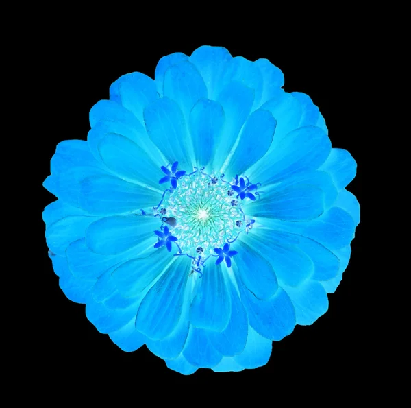 Blå blomma självlysande — Stockfoto