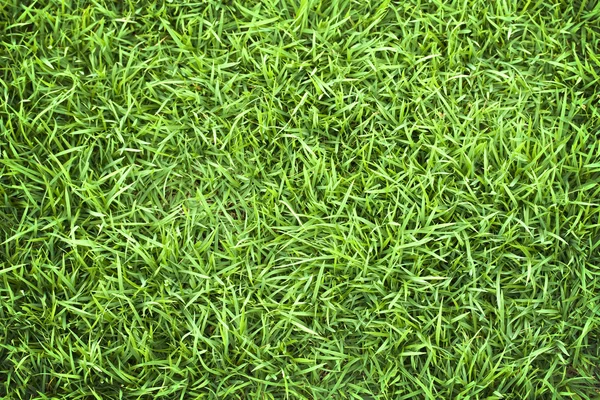 Green grass texture