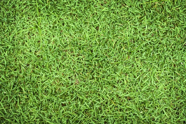 Bright green grass in a football field