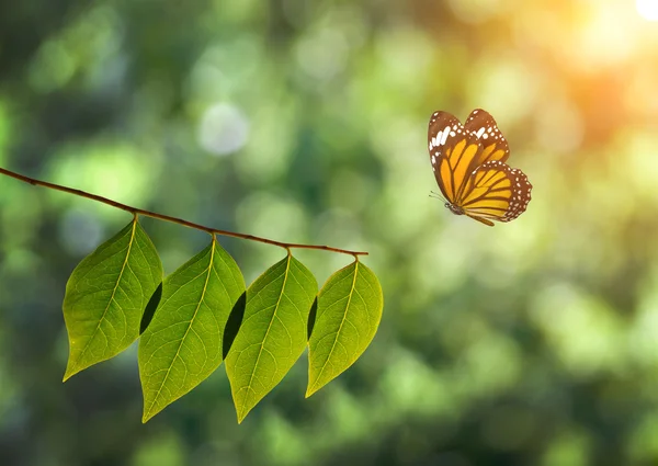 Borboleta monarca e folha verde sobre a luz solar na natureza — Fotografia de Stock