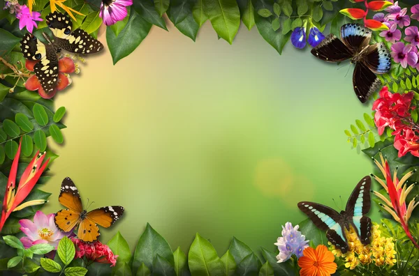 花と蝶との自然国境 — ストック写真
