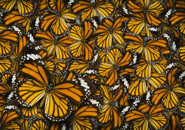 Monarch kelebek arka plan