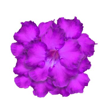 Çöl gülü veya Impala Lily veya alay Azalea ayırma üzerine beyaz