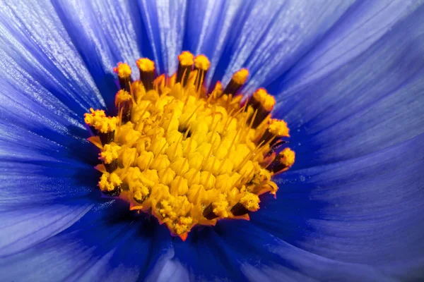 Modrý vesmír květ zblízka — Stock fotografie