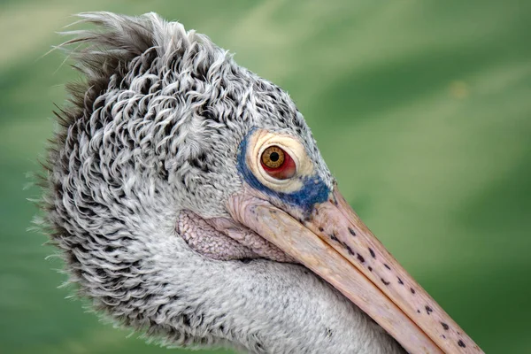 Pelikan kuş kafasının yakın çekim görüntüsü. 