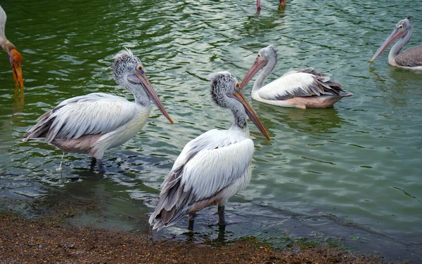 Masses Pelican Bird Zoo — Stock Photo, Image
