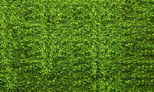 Viele Grüne Ficus Pumila Blätter Textur Hintergrund Stockbild