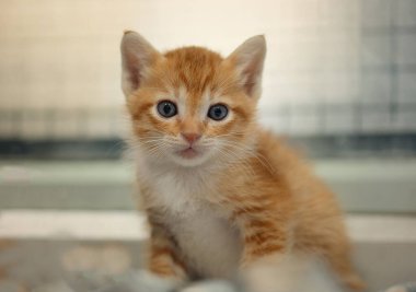 Orange and white Thai kitten, 1 month old, standing in the house.