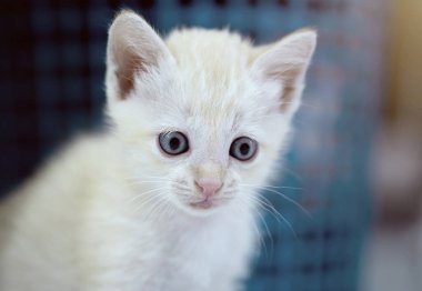 White Thai kitten, 1 month old, standing in the house.