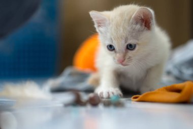 White Thai kitten, 1 month old, standing in the house.