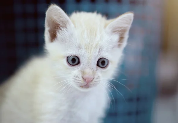 White Thai Kitten Month Old Standing House — Photo