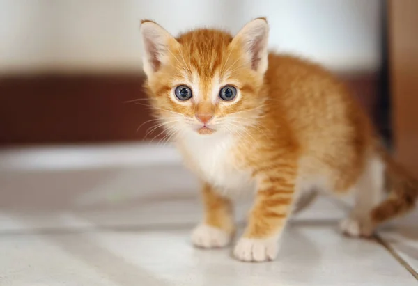 Orange White Thai Kitten Month Old Standing House — Photo