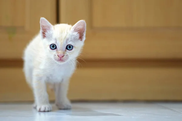 White Thai Kitten Month Old Standing House — Photo