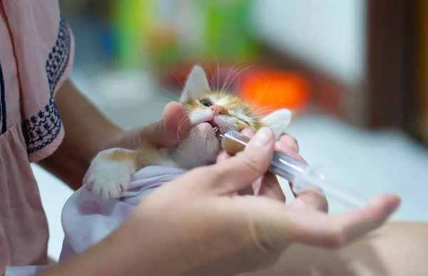 Asian Woman Giving Medicine Sick Cat — Foto de Stock