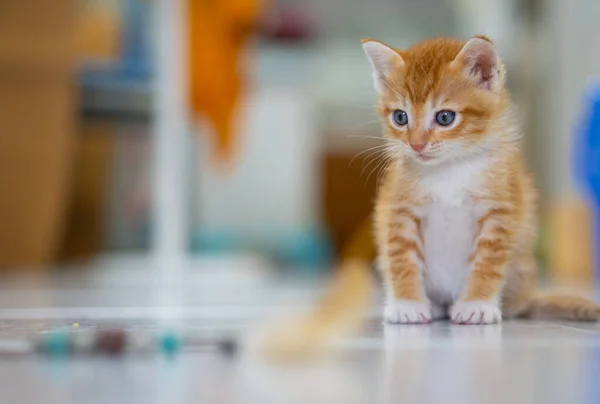 Orange White Thai Kitten Month Old Standing House Obraz Stockowy