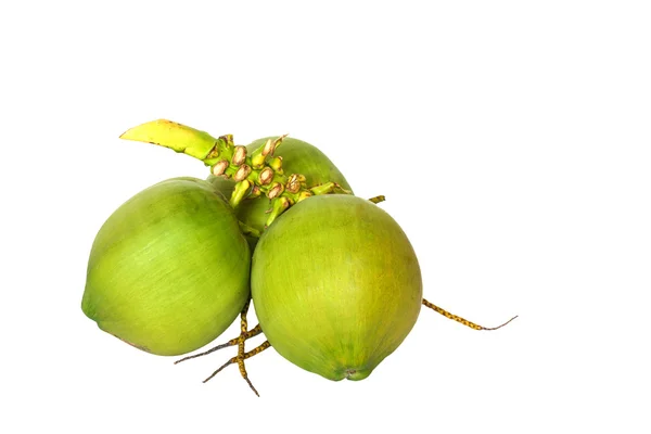 Gröna kokosnötter — Stockfoto
