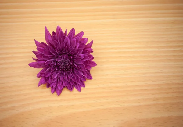 Uspořádání květin na dřevěné s prázdné pozadí — Stock fotografie