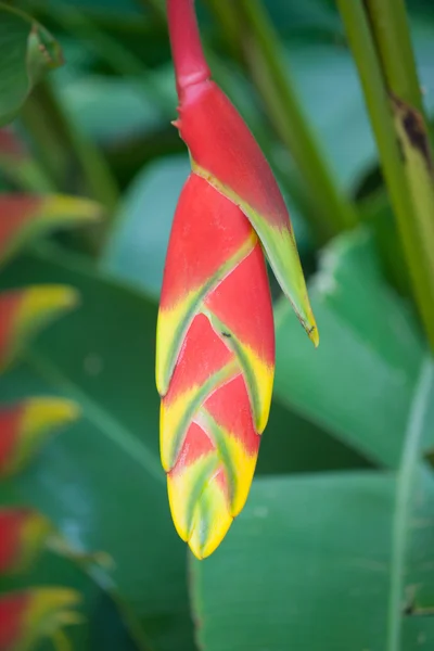 Pájaro del paraíso flor —  Fotos de Stock