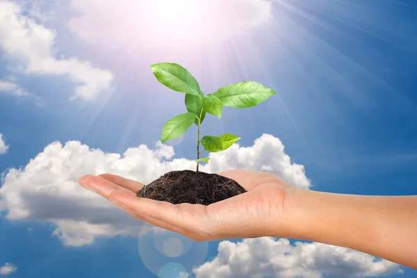 Pequena planta na mão feminina no conceito de nuvem e céu — Fotografia de Stock