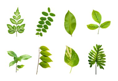 Beyaz arka plan üzerinde izole kümesi yeşil yaprakları.