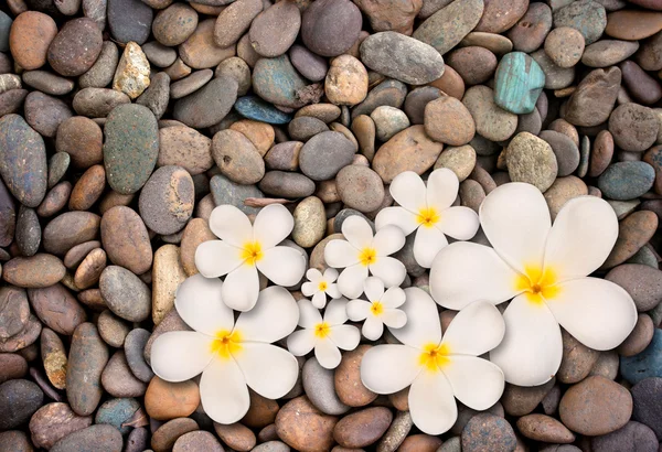 Witte plumeria bloem op stenen achtergrond — Stockfoto