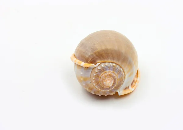 Shells of Phalium glaucum on white background — Stock Photo, Image