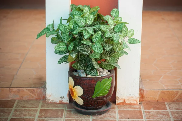 Árbol joven en maceta de cerámica con estilo — Foto de Stock