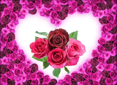 Gül beyaz bitti izole