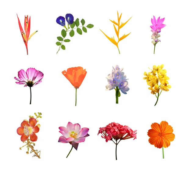 Conjunto de flores isoladas — Fotografia de Stock