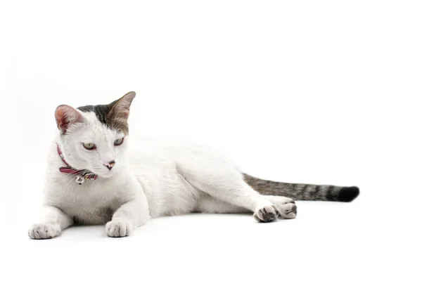 Cat looking on white background. — Stock Photo, Image