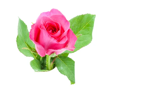 Rosa-de-rosa em vaso isolado sobre branco — Fotografia de Stock