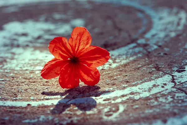 Red Vintage Flower — Stock Photo, Image