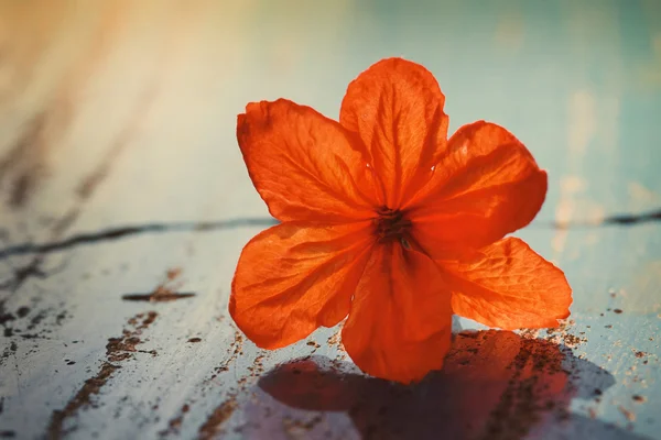 Flor roja Vintage —  Fotos de Stock