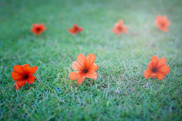 Flores vermelhas na grama — Fotografia de Stock